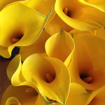 Florex Gold