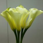 White Chocolate